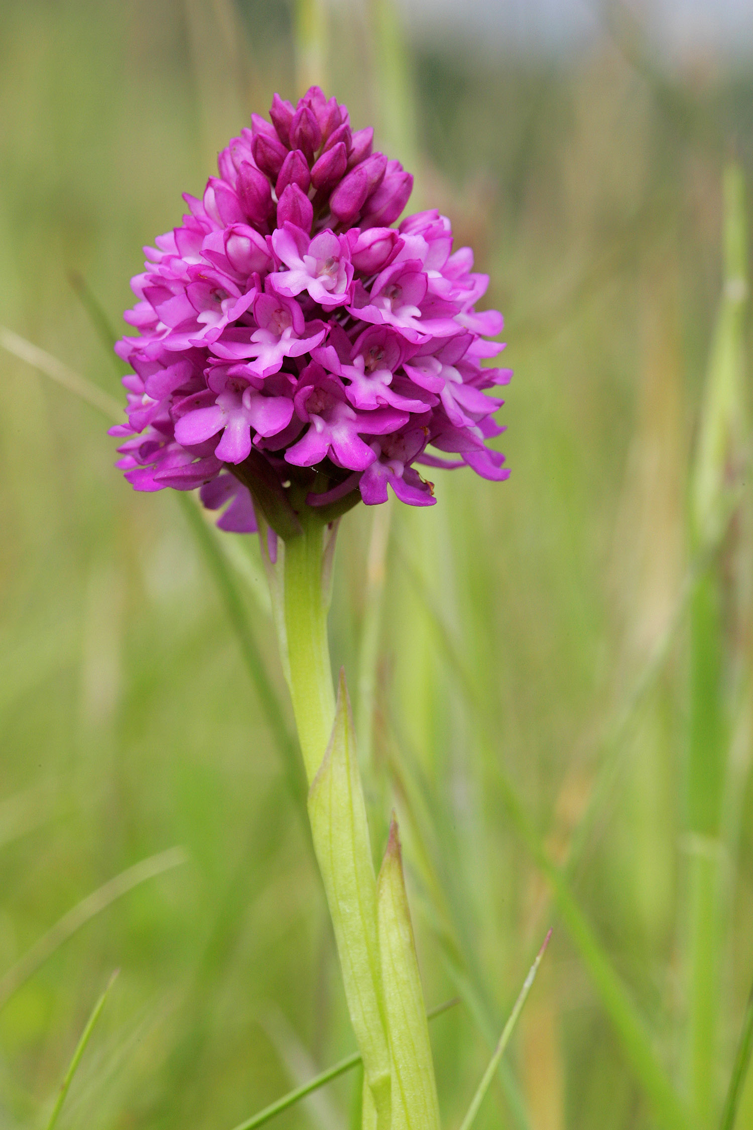 Pyramidal Orchid