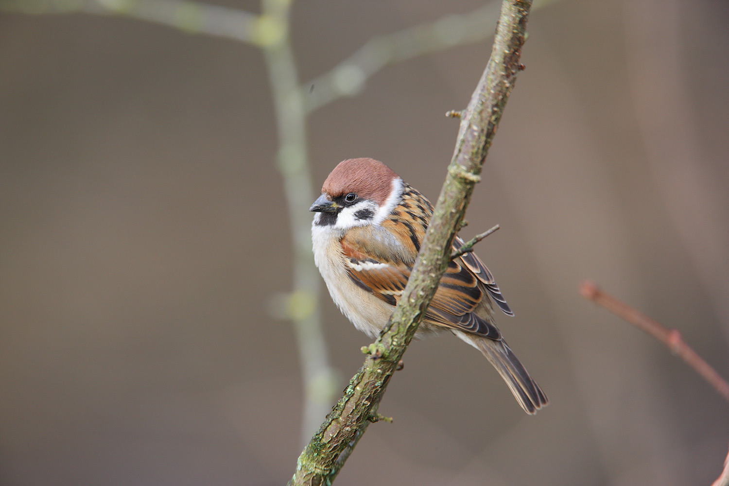 Tree Sparrow