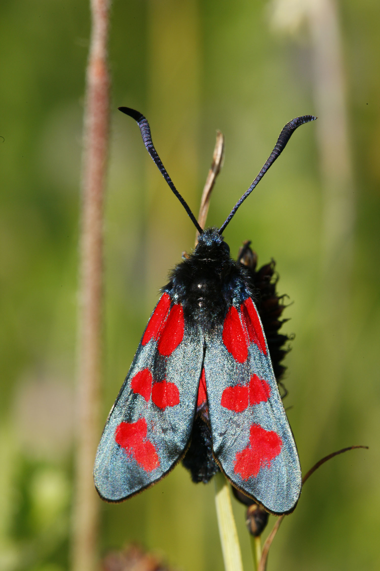 Six Spot Burnet Moth