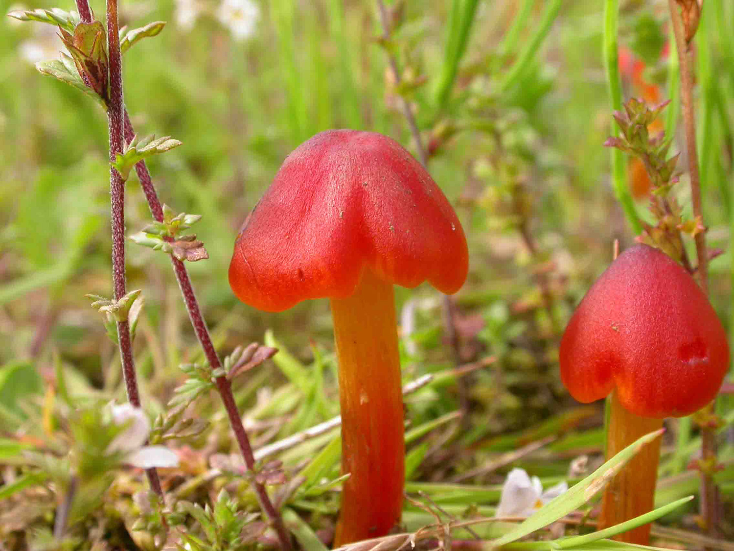 Waxcap