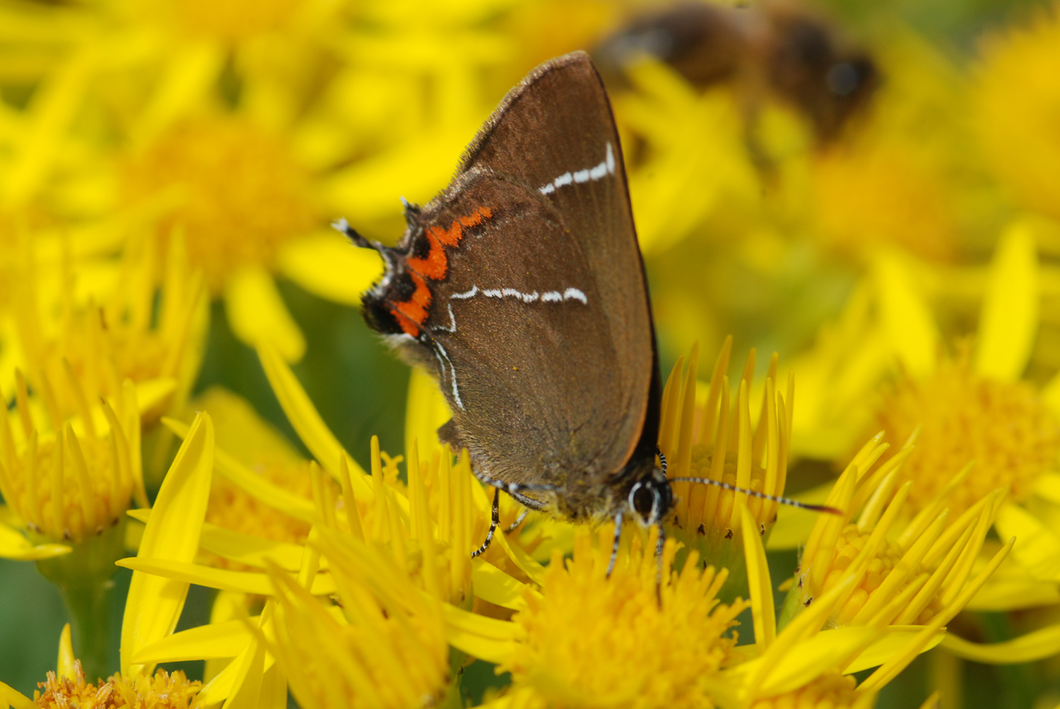 White Letter Hairstreak