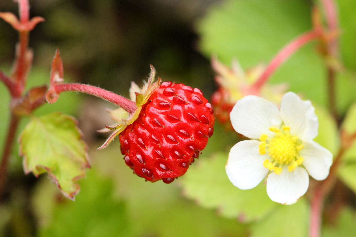 Wild Strawberries