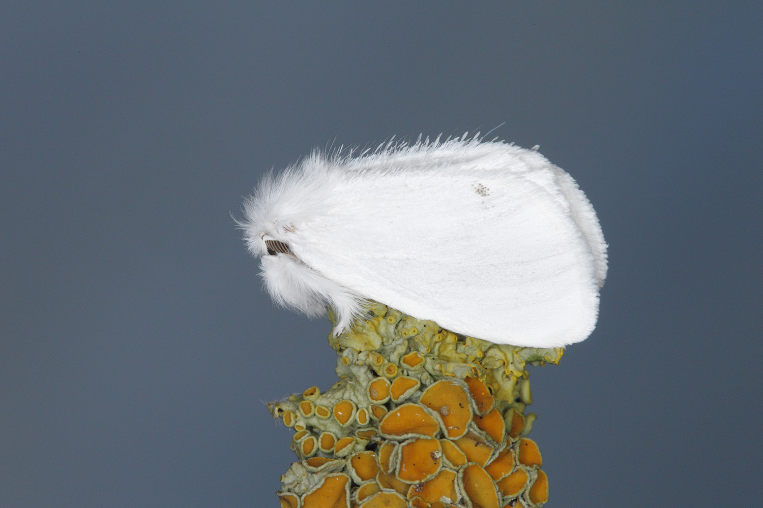 Yellowtail Moth