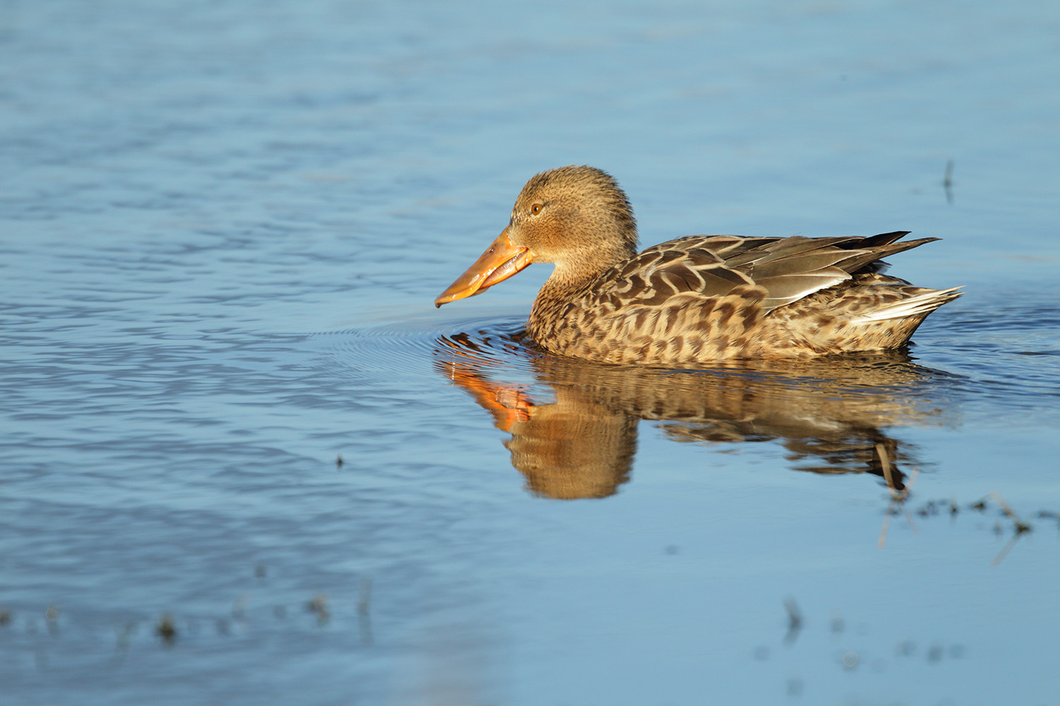 Shoveler Duck