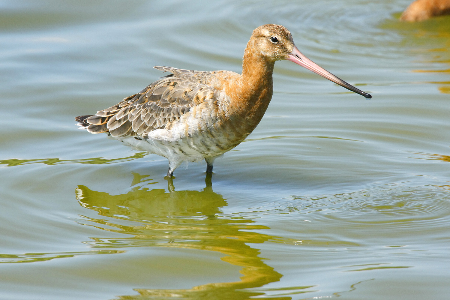 Black Tailed Godwit