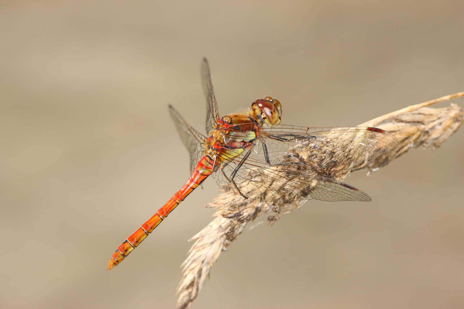 Common Darter Male