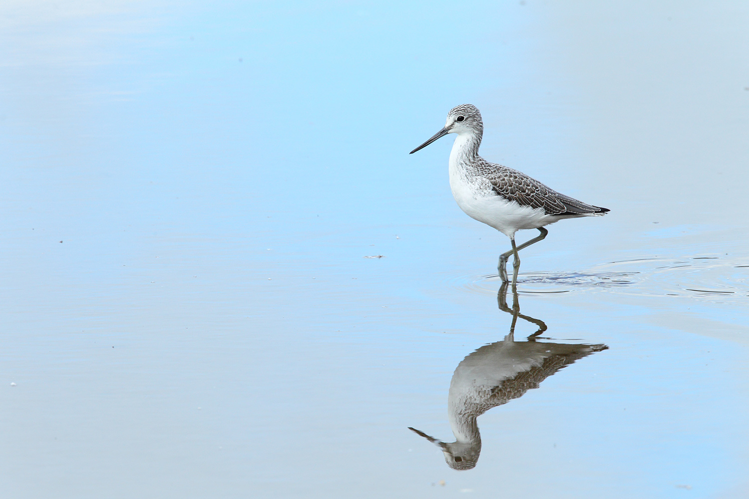 Greenshank