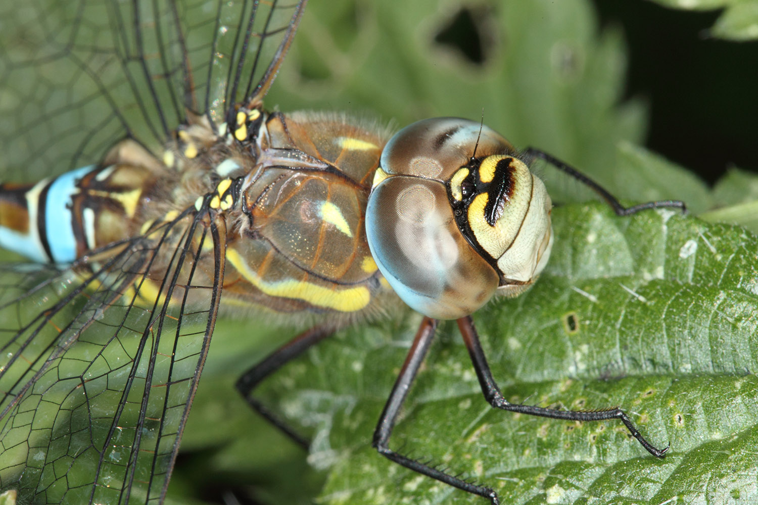 Migrant Hawker Male