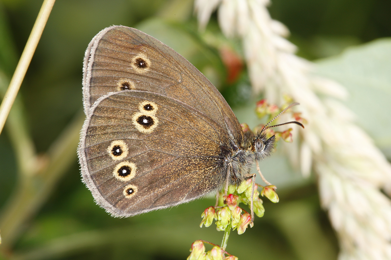 Ringlet