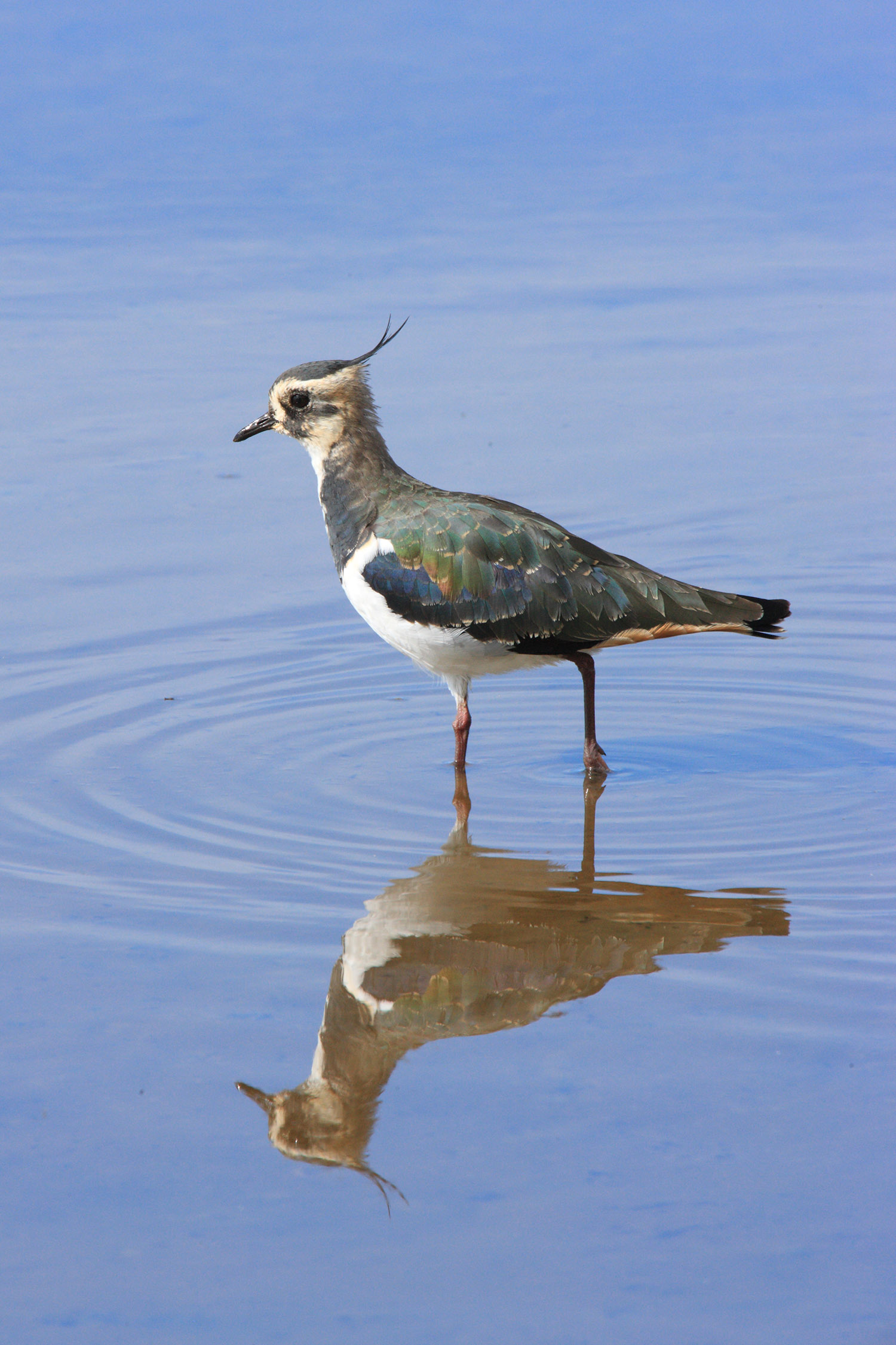 Lapwing