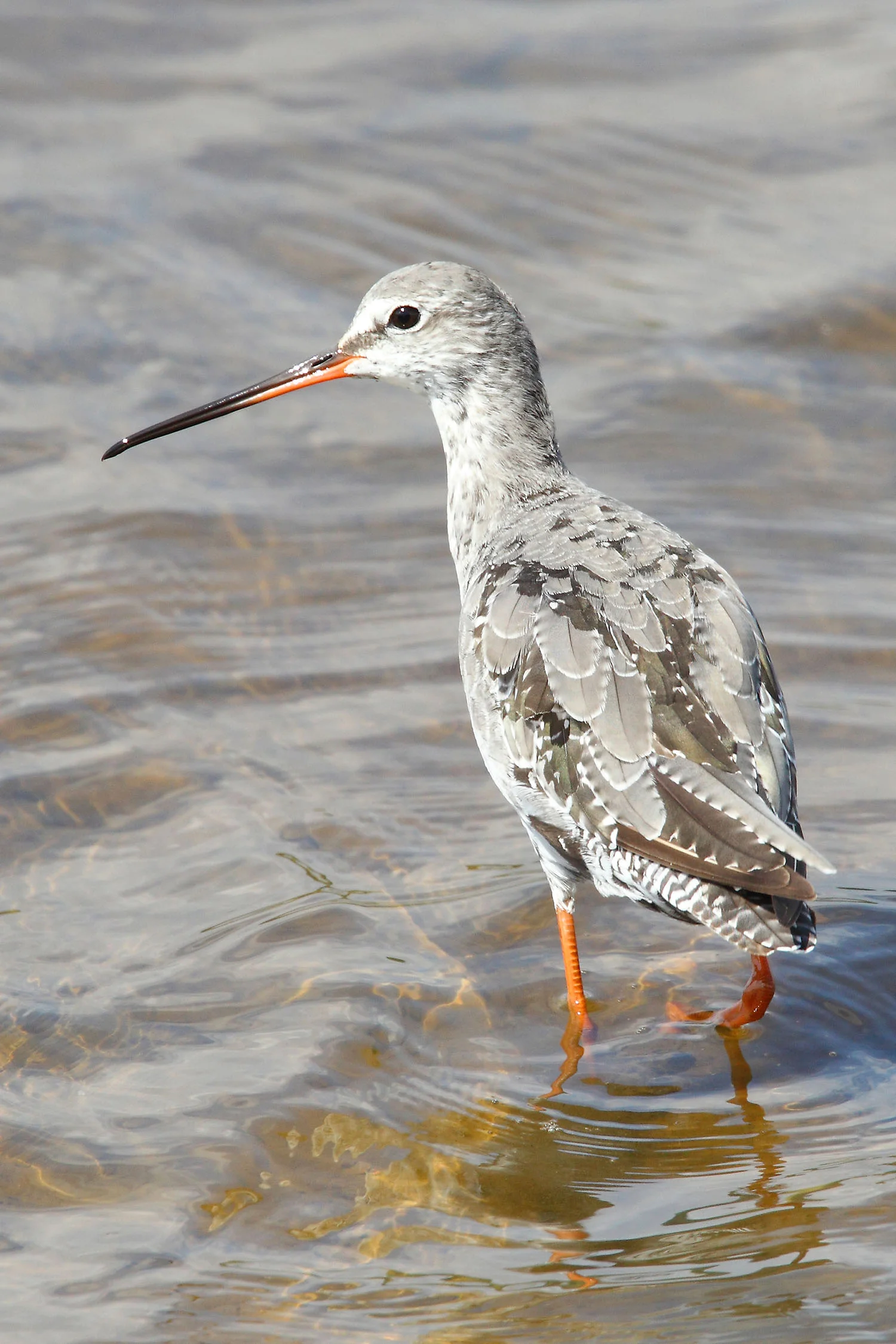 Spotted Redshank