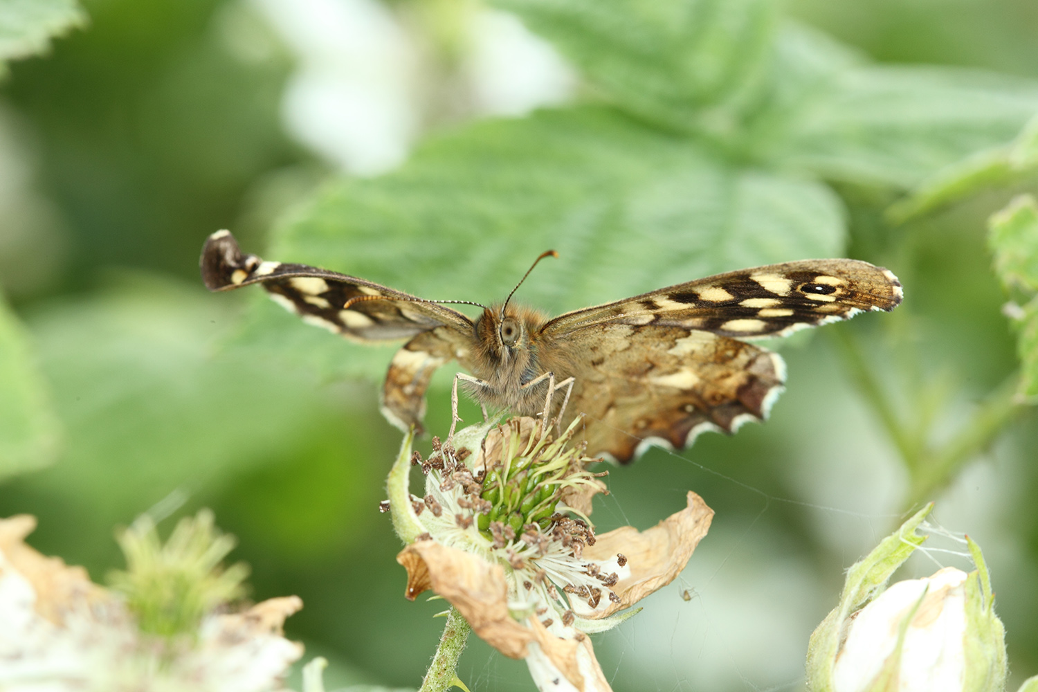 Speckled Wood