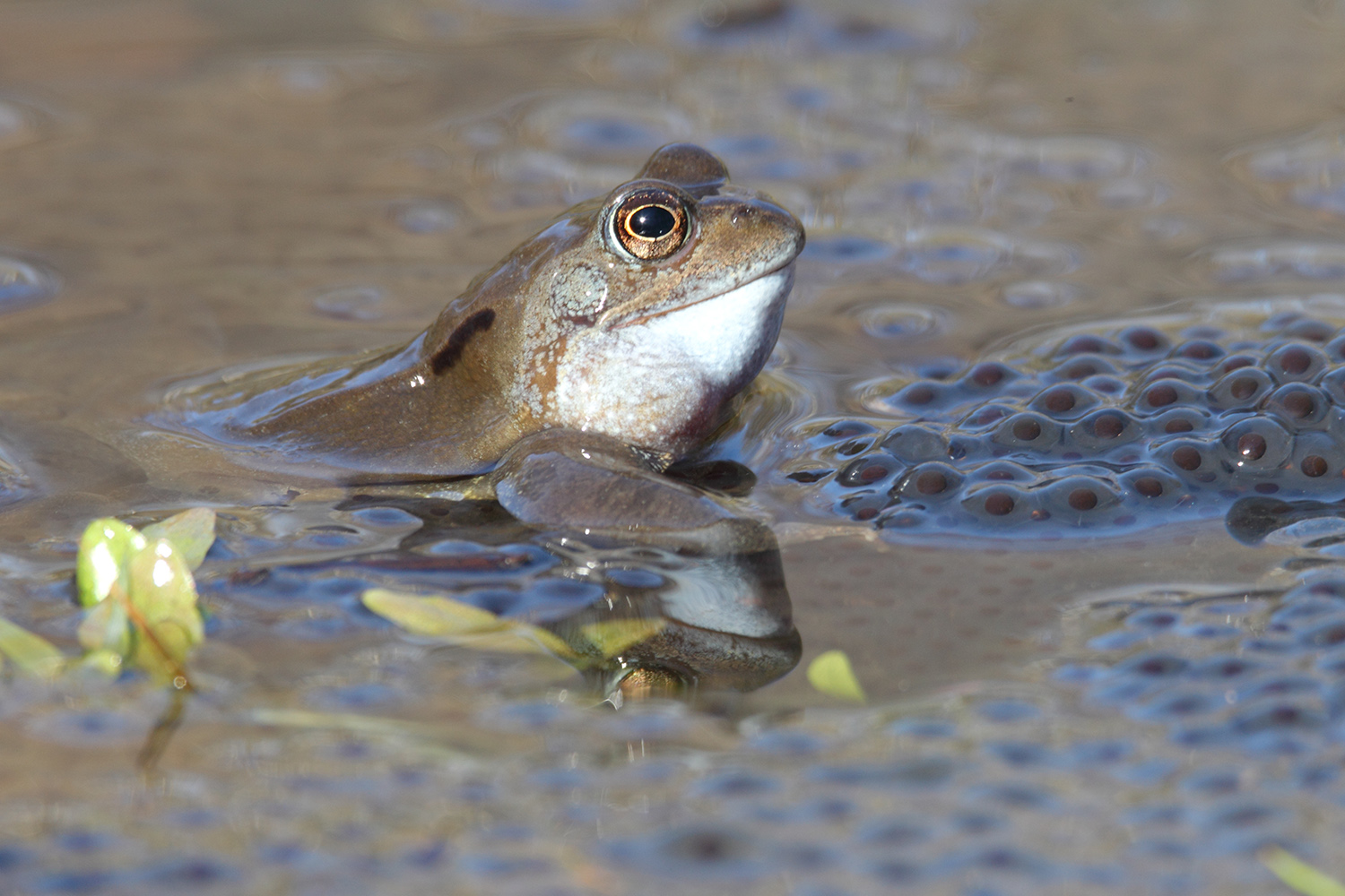   Welcome   The Lower Ure Conservation Trust   What to see this season  