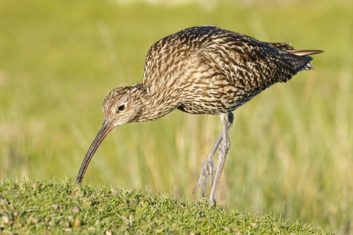 Curlew at Nosterfield NR
