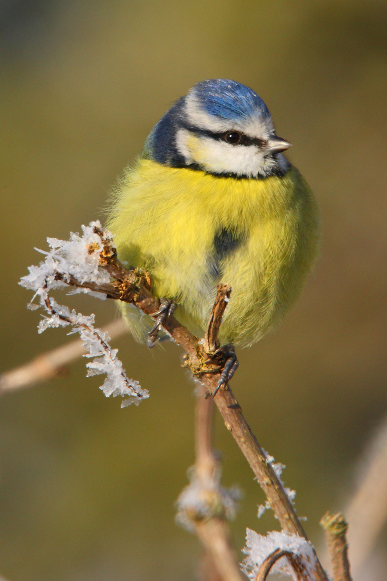 Bluetit