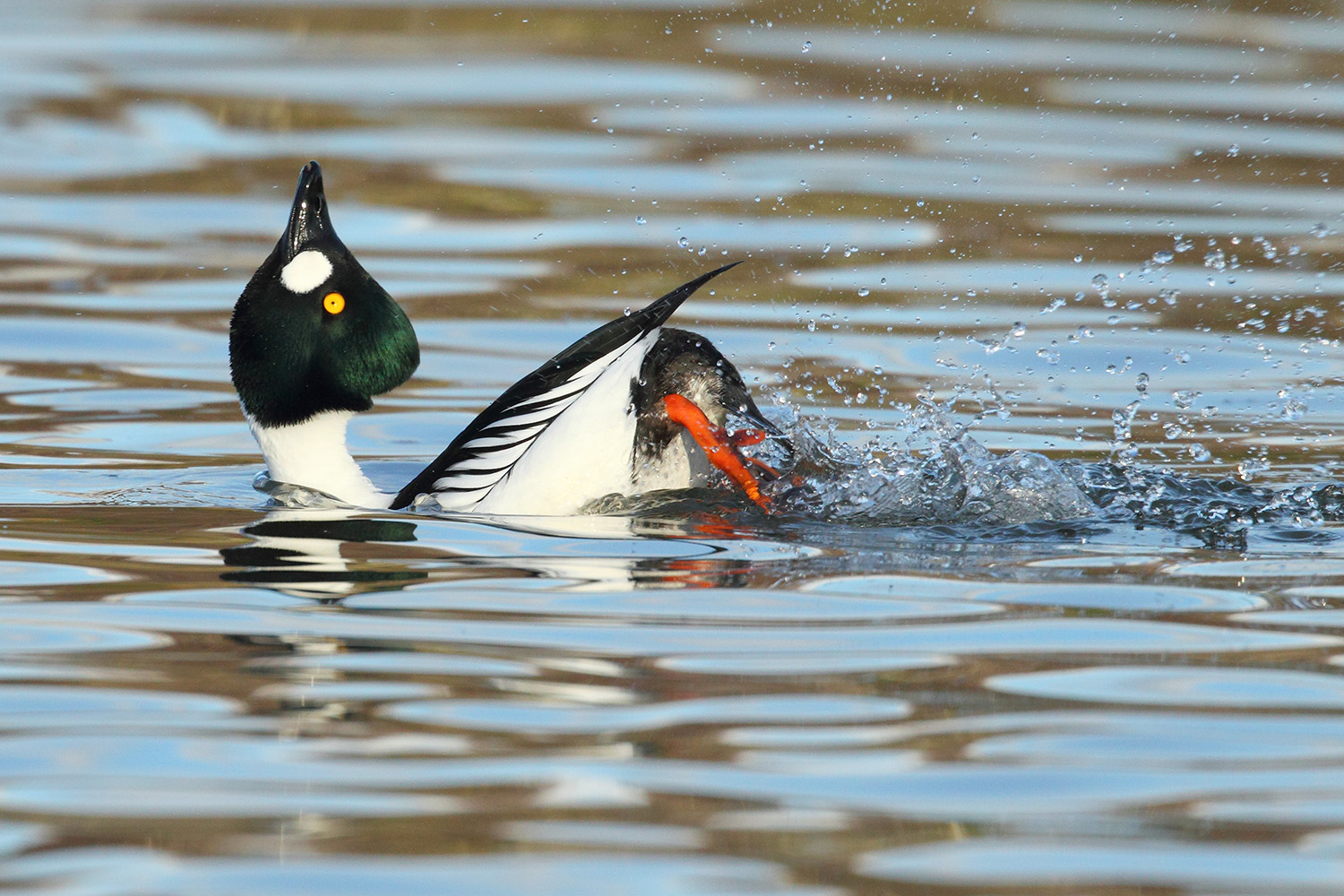 Goldeneye Drake