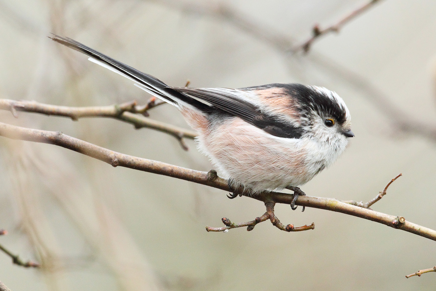 Long Tailed Tit