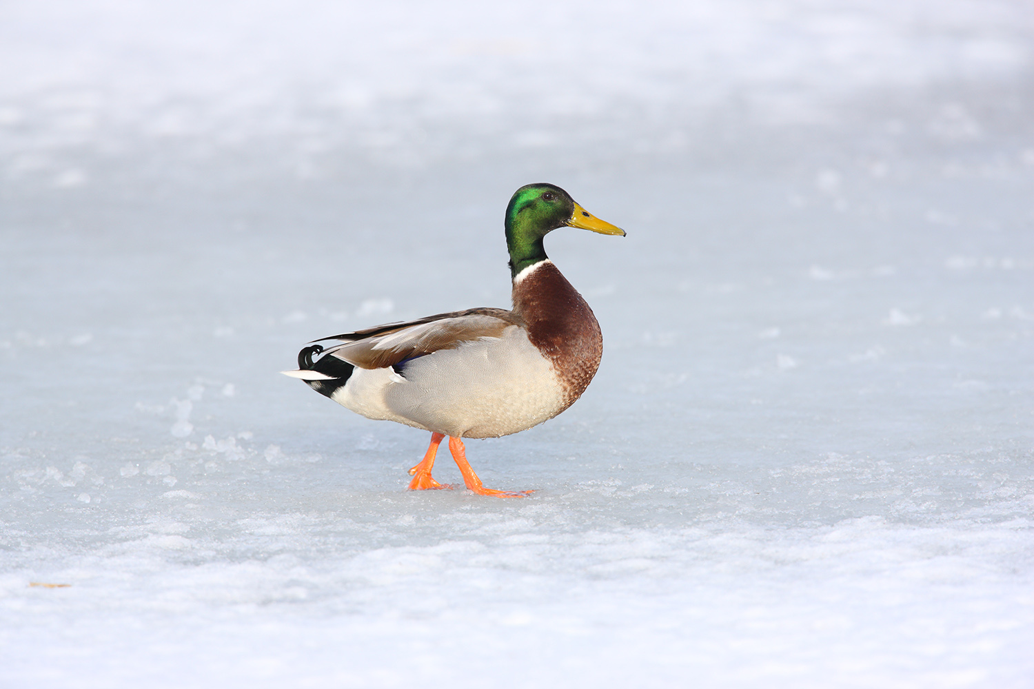 Mallard