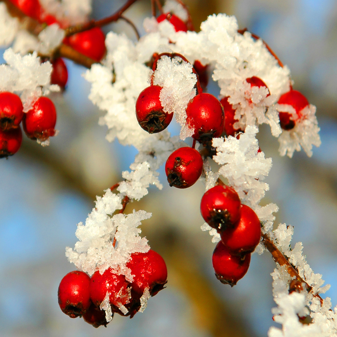NNR-berries and frost-Steve Worwood-DSC_0079-square crop.jpg