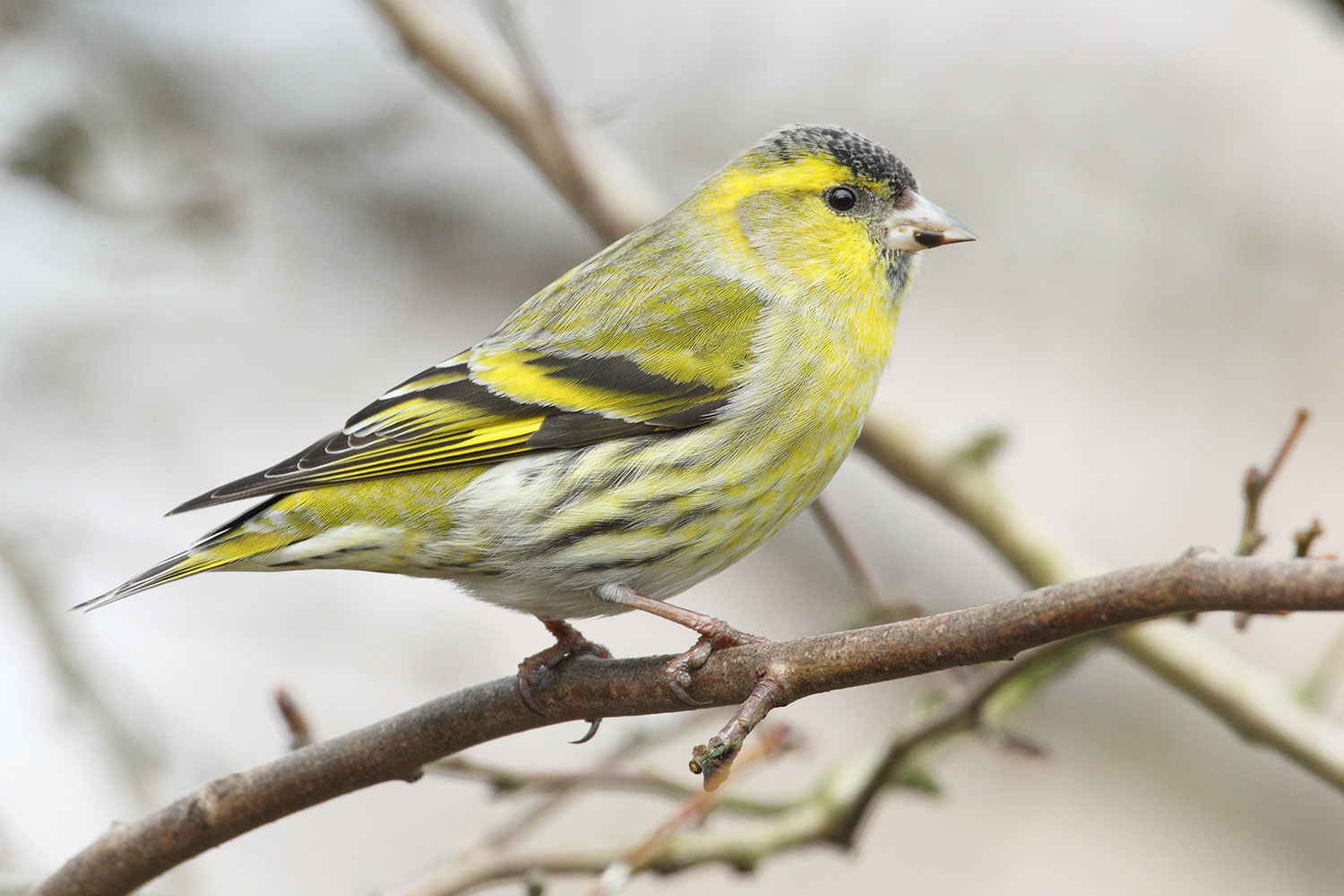 Siskin