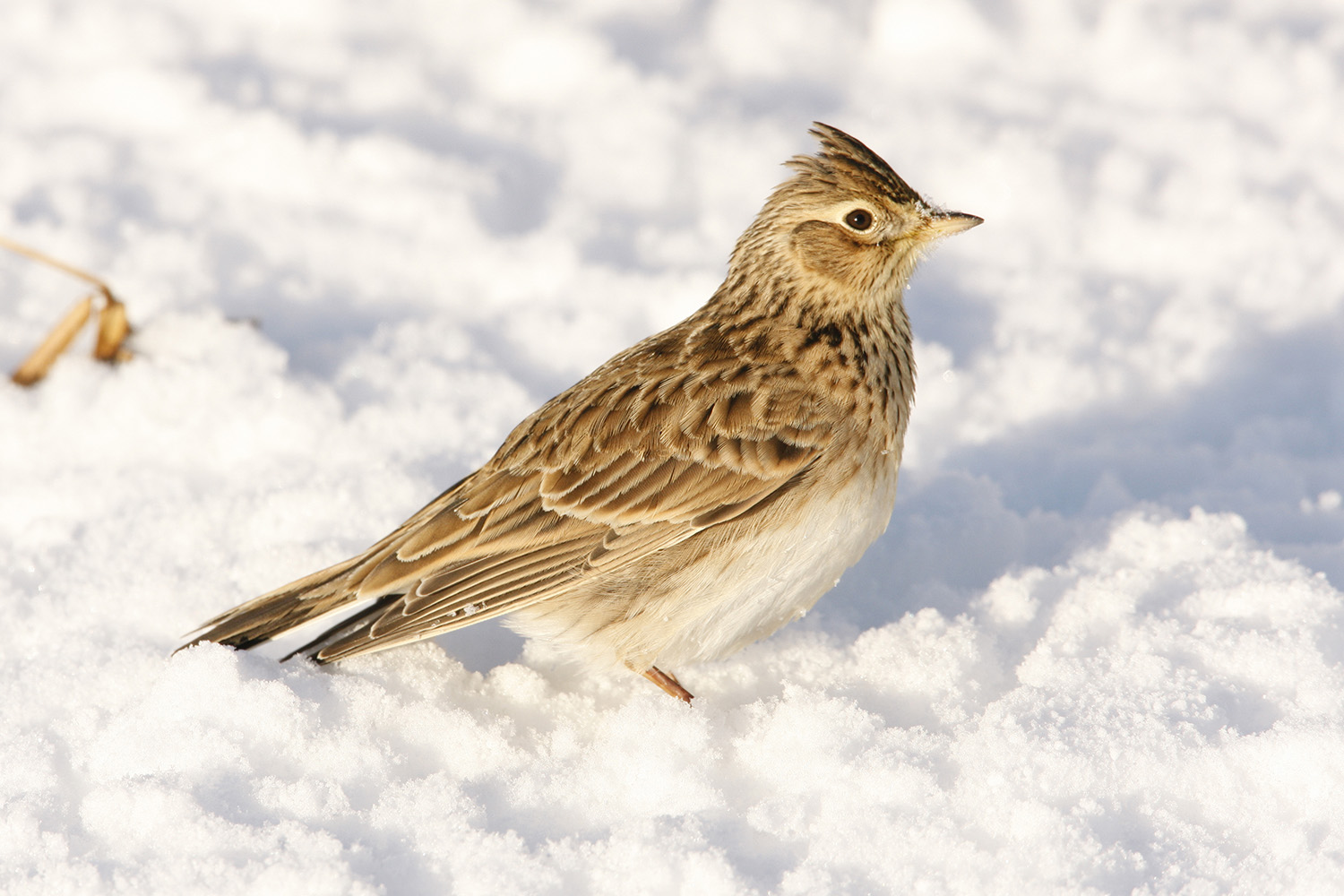 Skylark