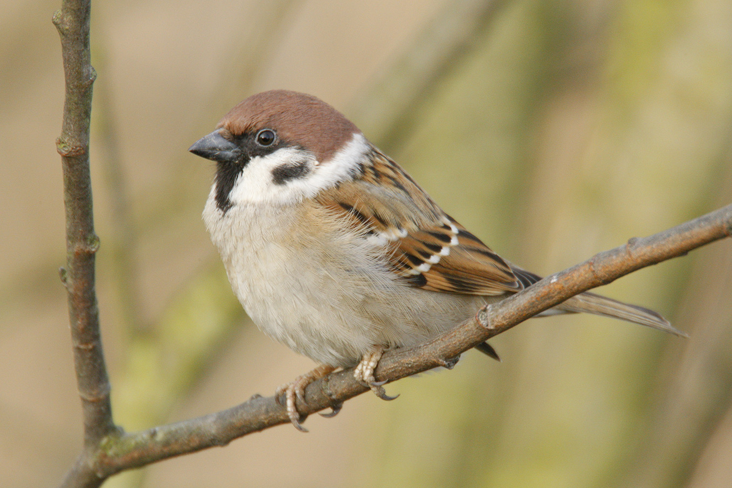 Tree Sparrow