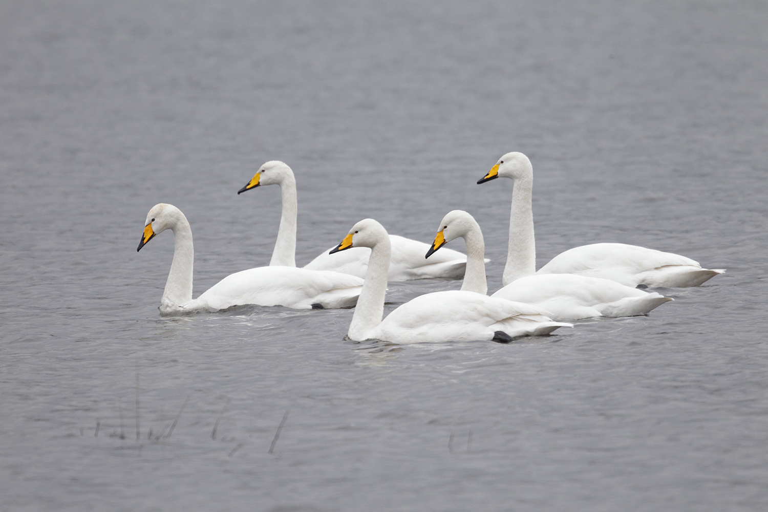 Whooper Swans