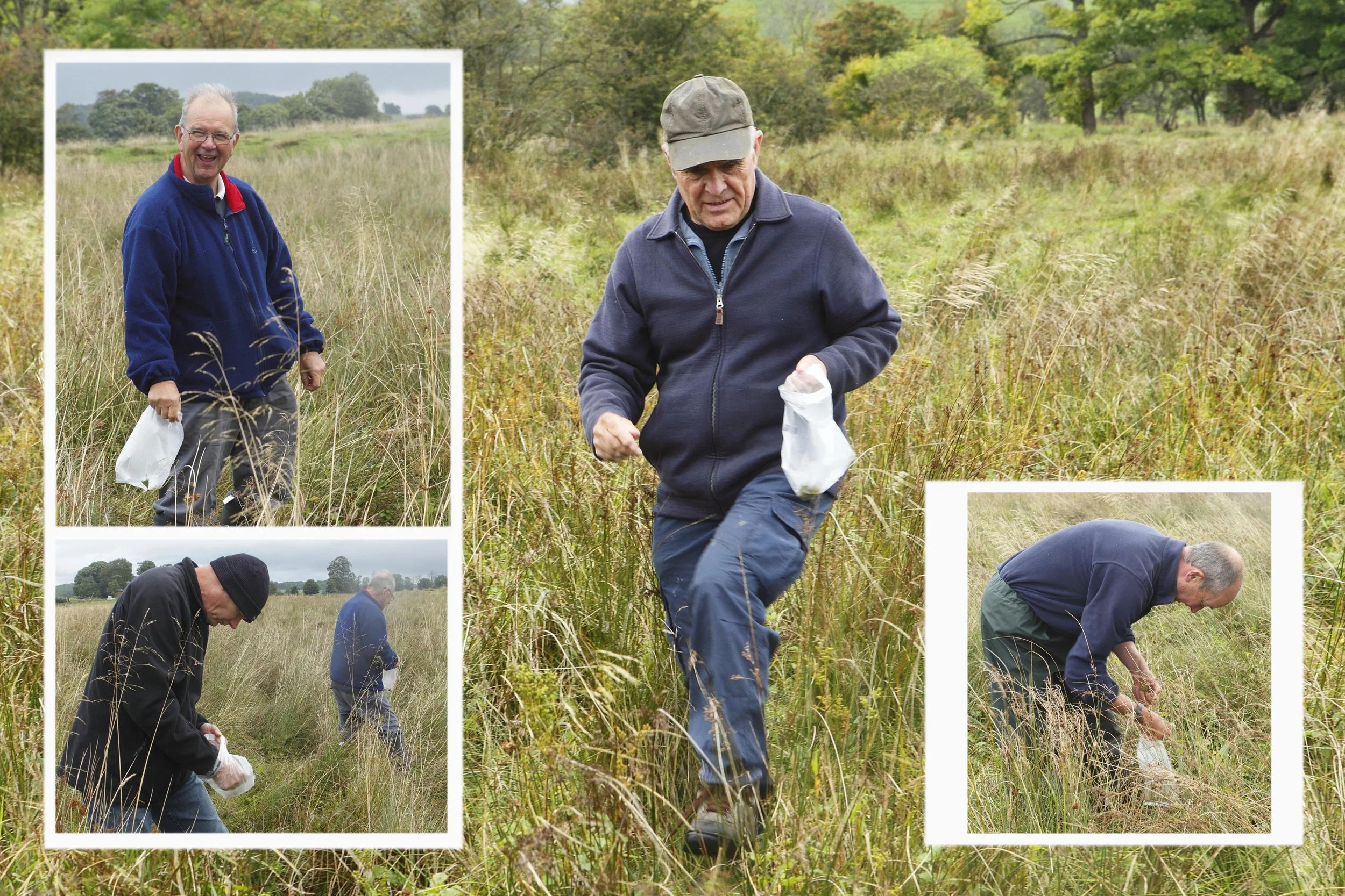 Volunteers collecting seed