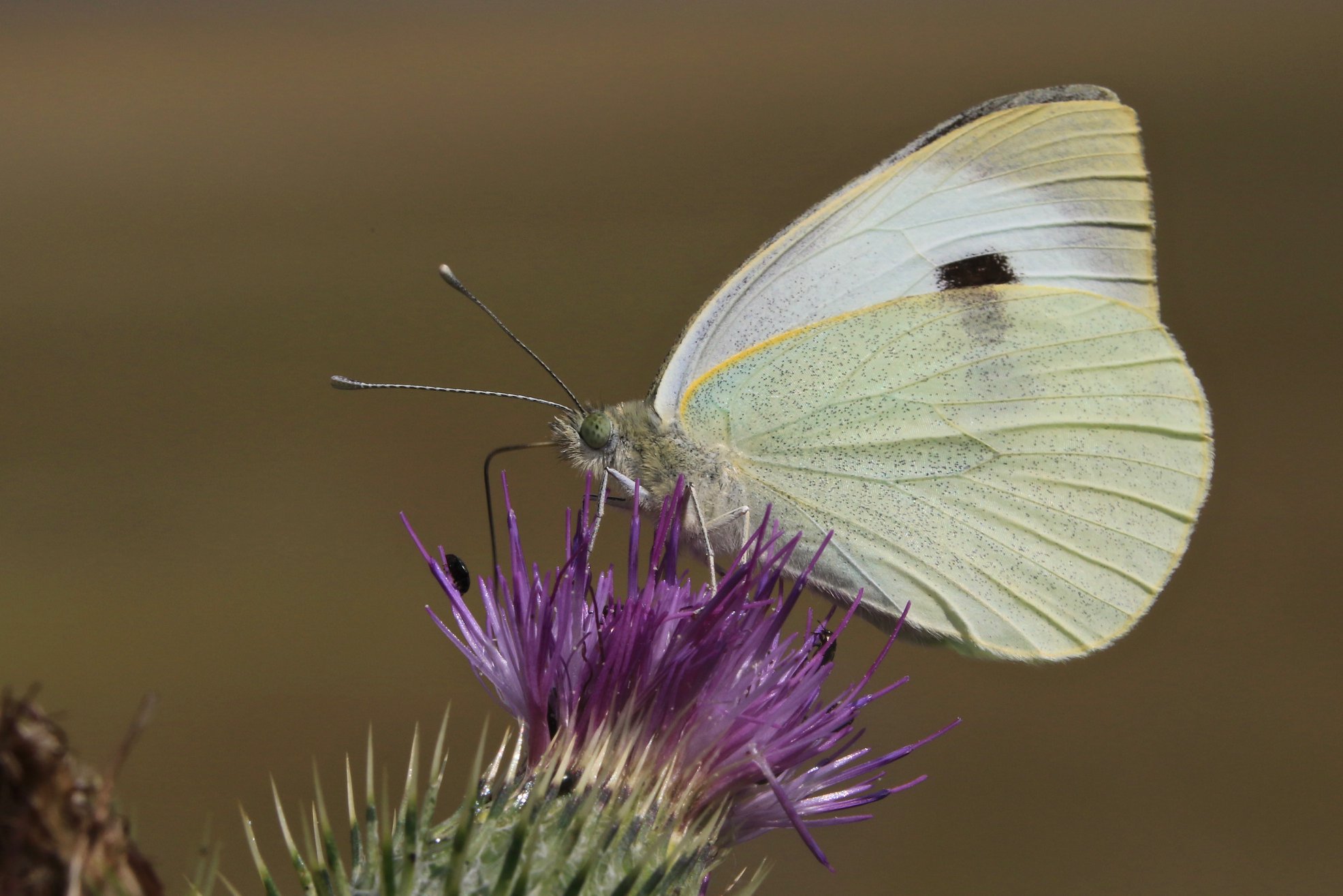 Large White