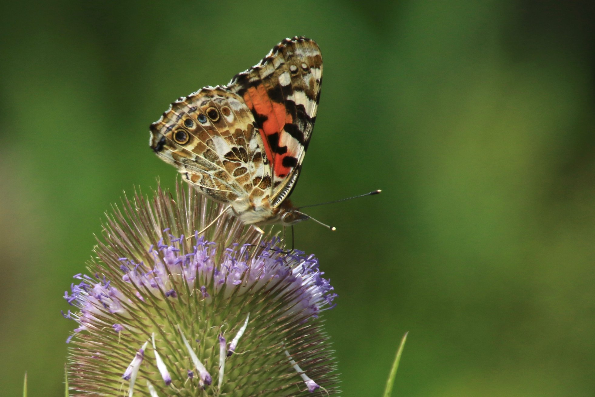 Painted Lady