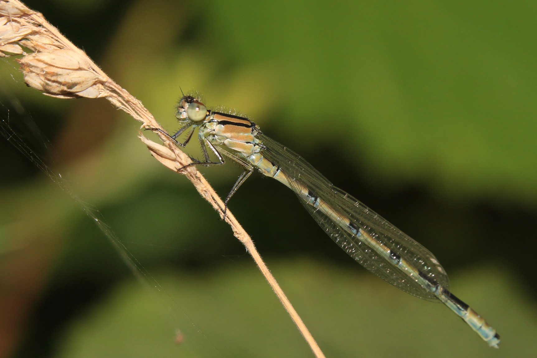 Common Blue