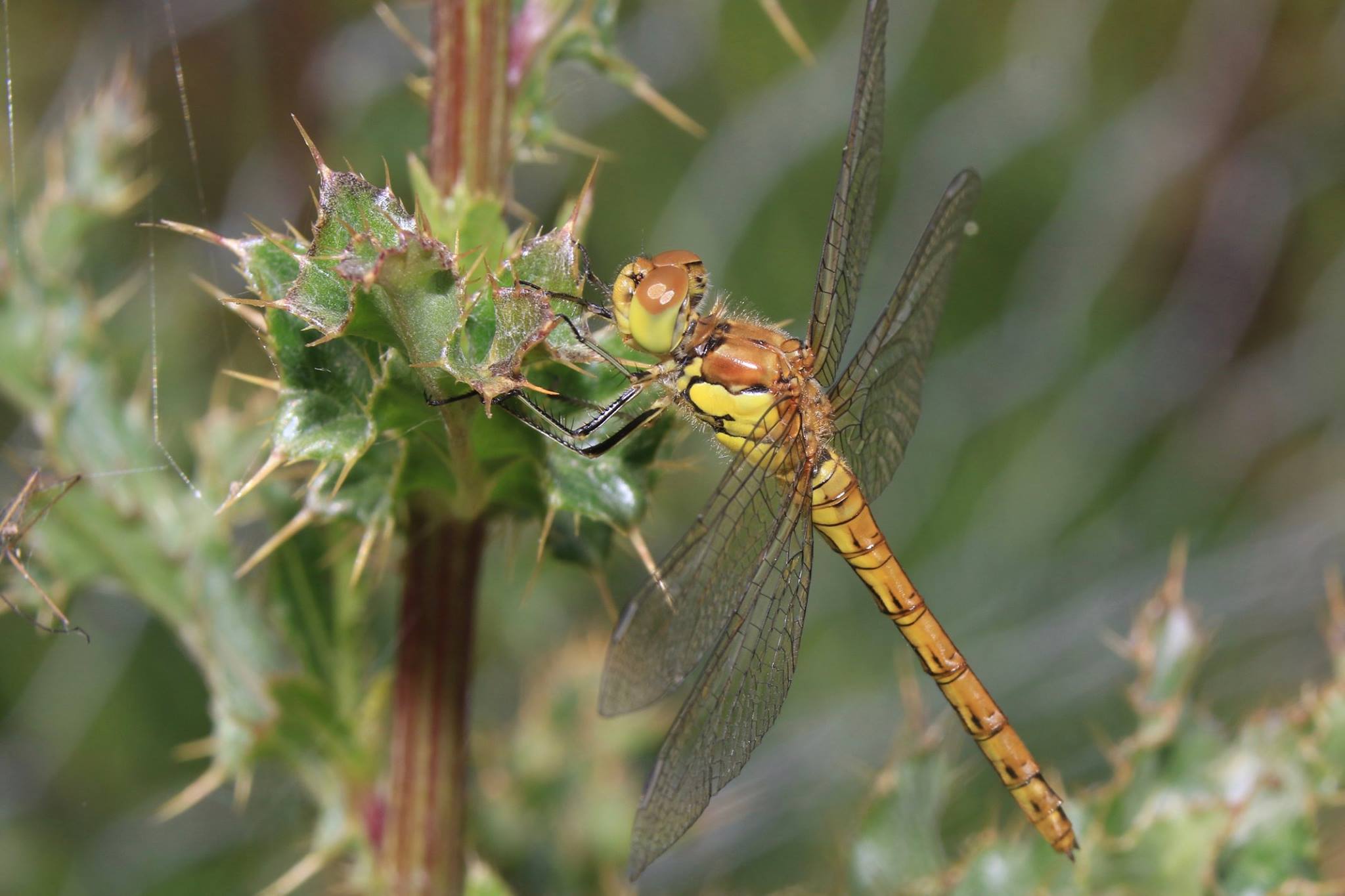 Common Darter