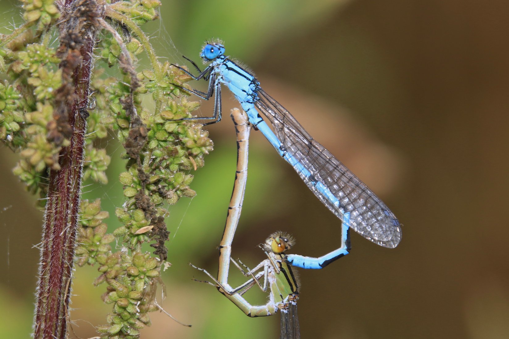 Common Blue