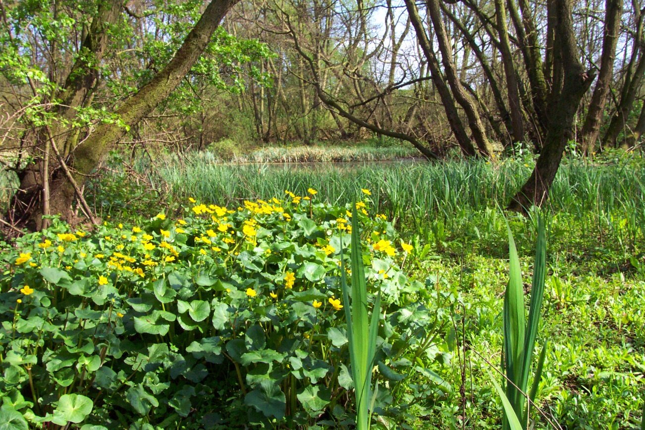 Wet woodland in the Ure Valley 