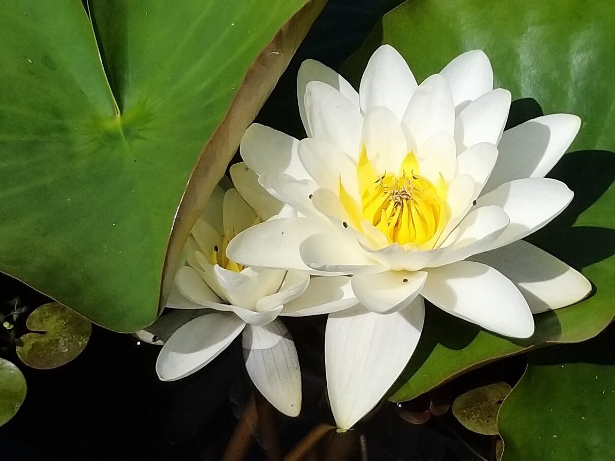 Native white waterlily 