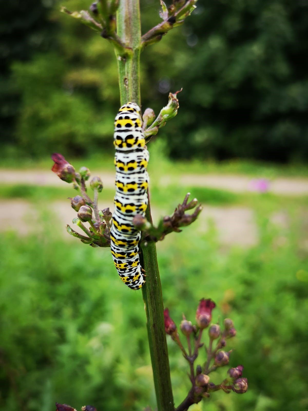 Mullein moth caterpillar.jpg