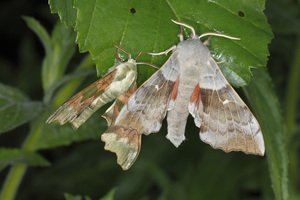 Poplar+hawk+moth-WBPA_51668.jpg