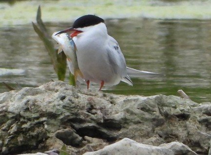 Nosterfield Bird and Natural History Review May 2025