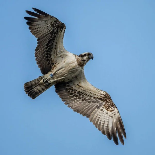 Nosterfield Bird and Natural History Review July 2025