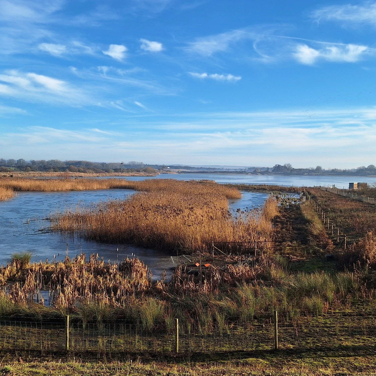 #10 Conservation management highlights over the course of the project include our work on the reedbed at Nosterfield Quarry. We manage water levels and cut different areas each year to help prevent natural succession into dry land and to maintain bio
