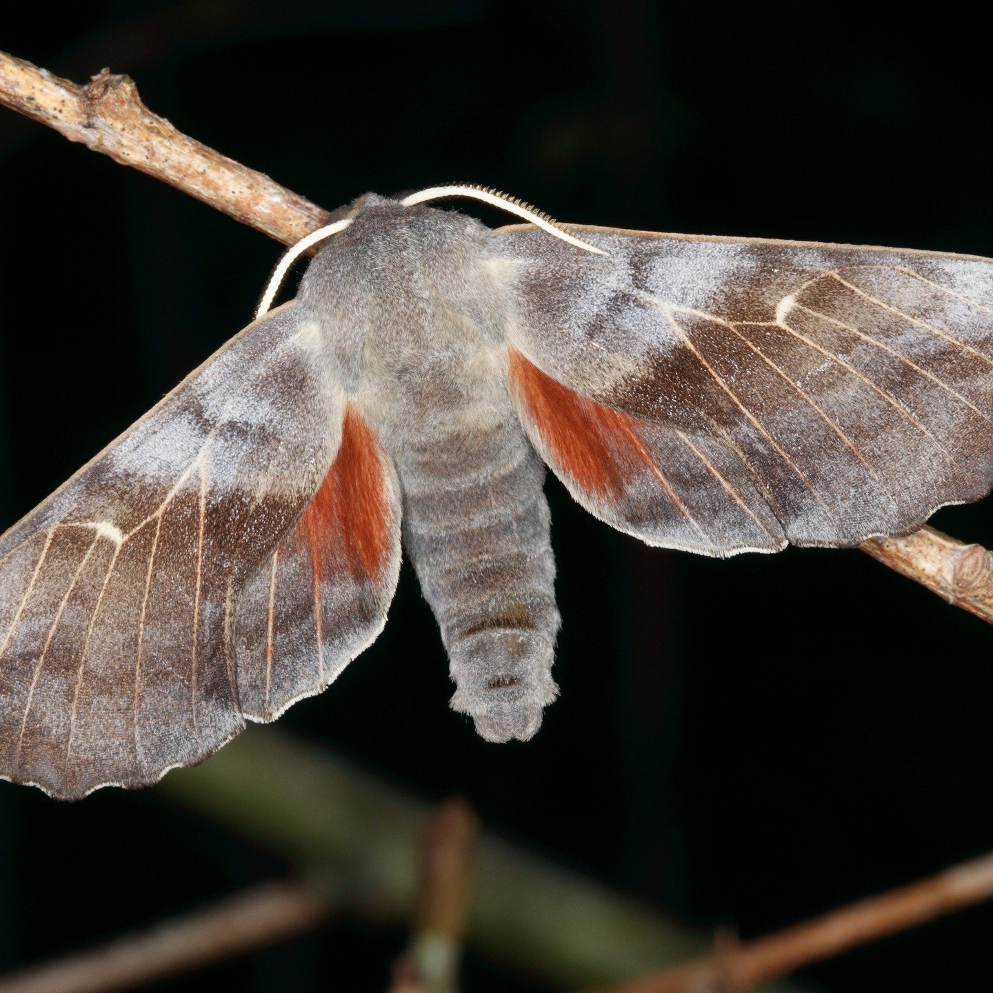 #11 Surveying is vital to understanding the effects of our management. This year our volunteers have undertaken 11 different types of survey, monitoring birds, butterflies, dragonflies, bees, moths &amp; aquatic inverts as well as bird ringing &amp; 
