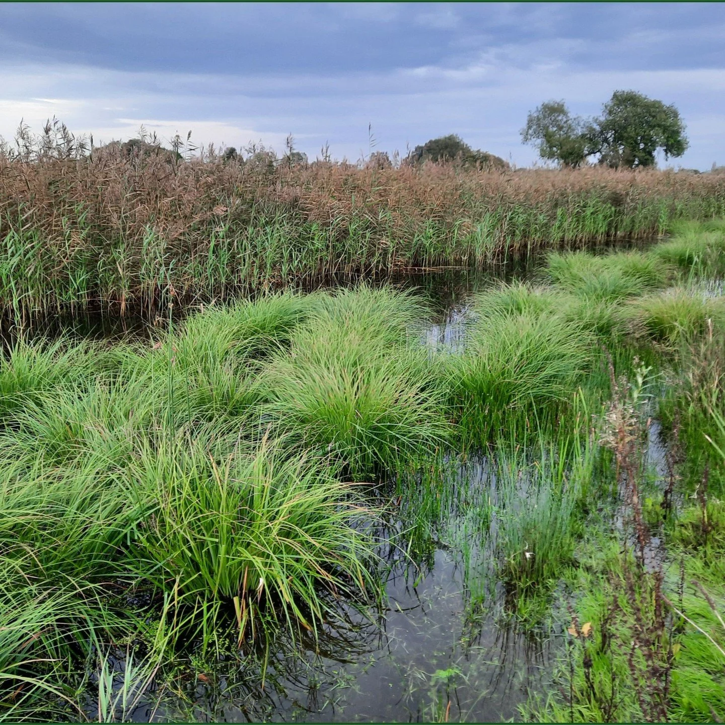 17: Project highlights for the plant nursery:
In 2023, Nosterfield Habitat Creation Nursery propagated and planted a locally-extinct and rare plant called water germander from material at Kingfisher&rsquo;s Bridge for reintroduction with Yorkshire Wi