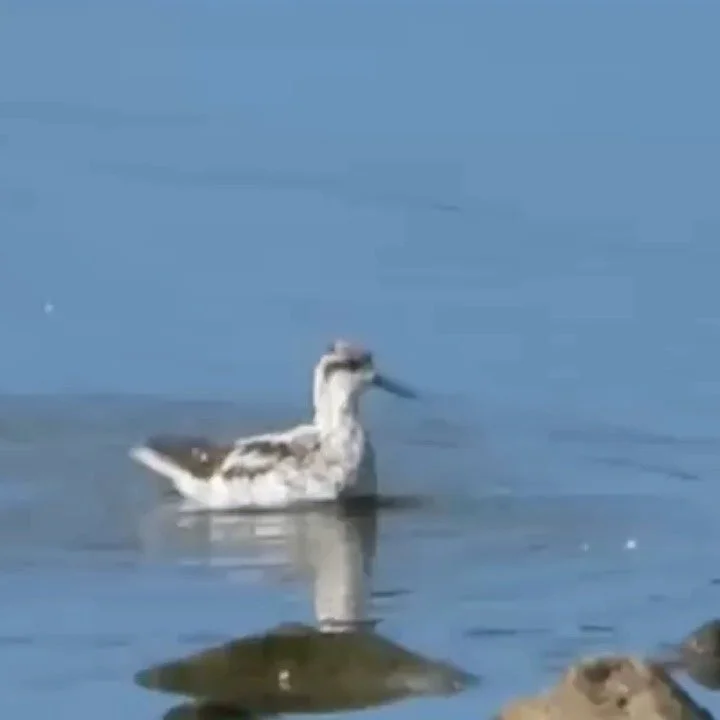 18: This year's wildlife highlights include a visit from a Red-necked Phalarope in autumn. This Red List species- no bigger than a starling- breeds in the Arctic and then spends the rest of the year out at sea. 

We have also recorded over 20 new mot