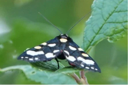 Nosterfield Nature Reserve Moth Report 2025