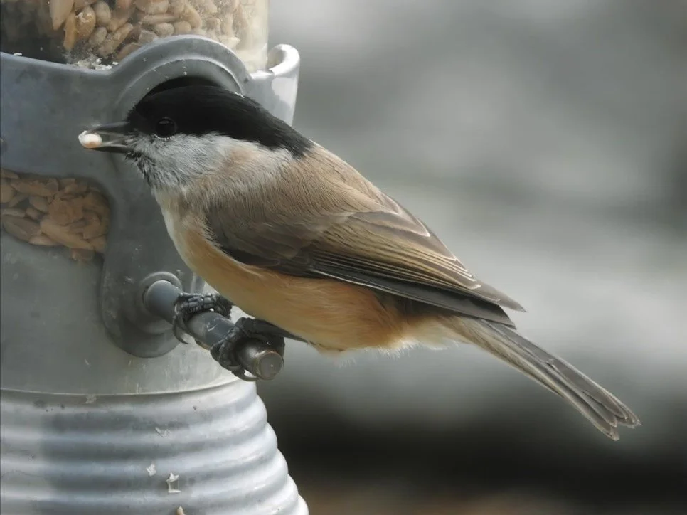 Lower Ure Conservation Trust&nbsp;Nosterfield Bird and Natural History Review October 2025&nbsp;by Andrew (Andy) M Hanby