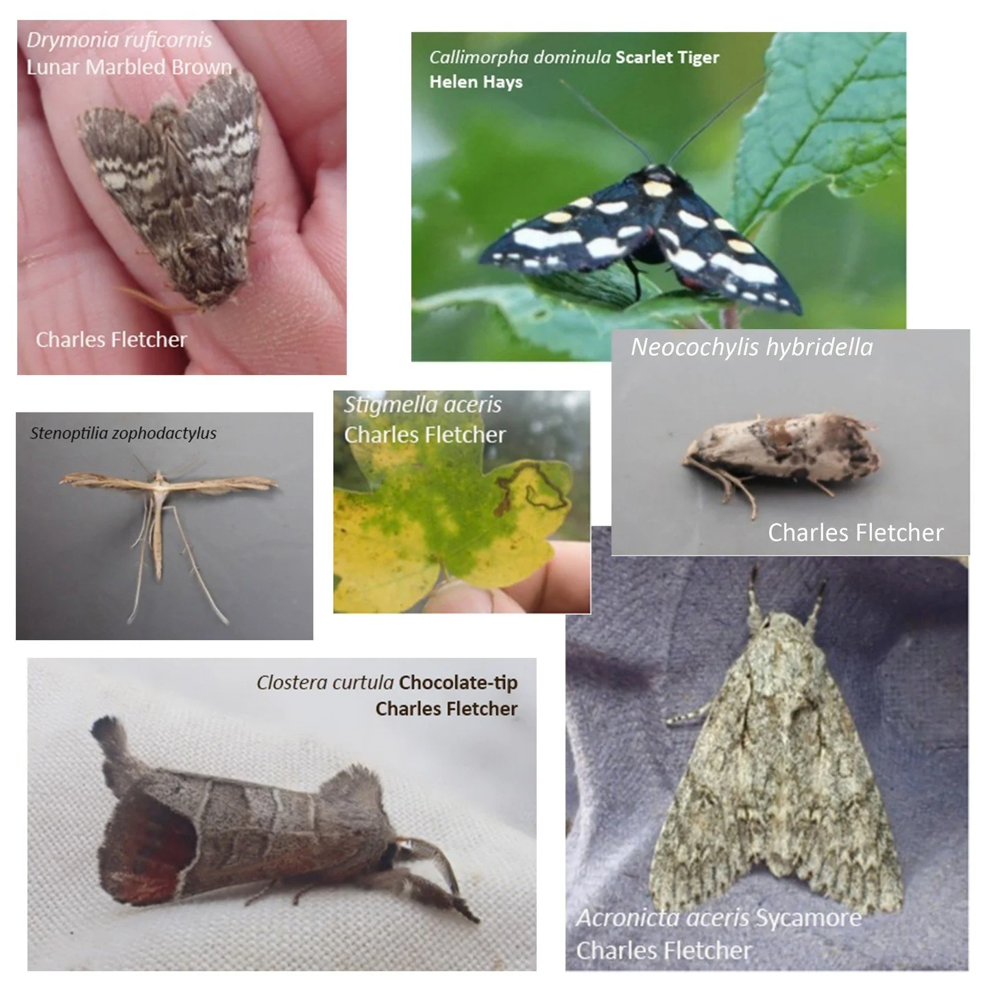 A very impressive 23 new moth species for Nosterfield Nature Reserve were recorded by the moth trapping team in 2025. This takes the total number of species recorded at NNR to an incredible 703! 

Find out more in the 2025 Moth Report, written by Cha