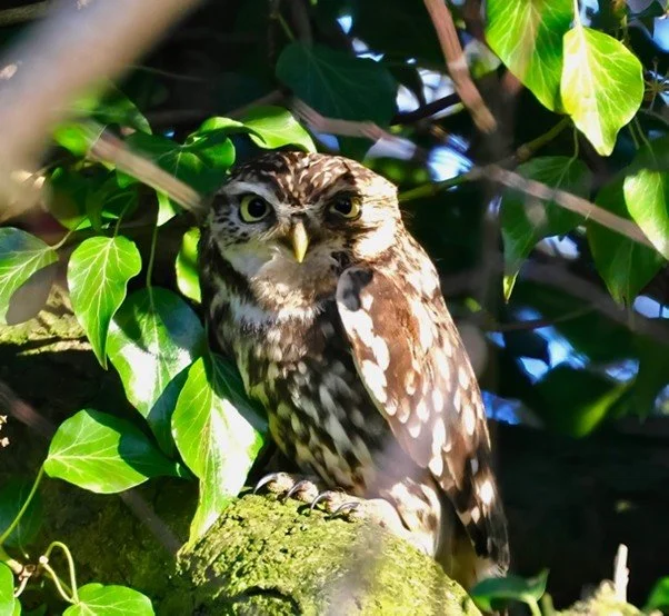 Nosterfield Bird Review January 2026&nbsp;