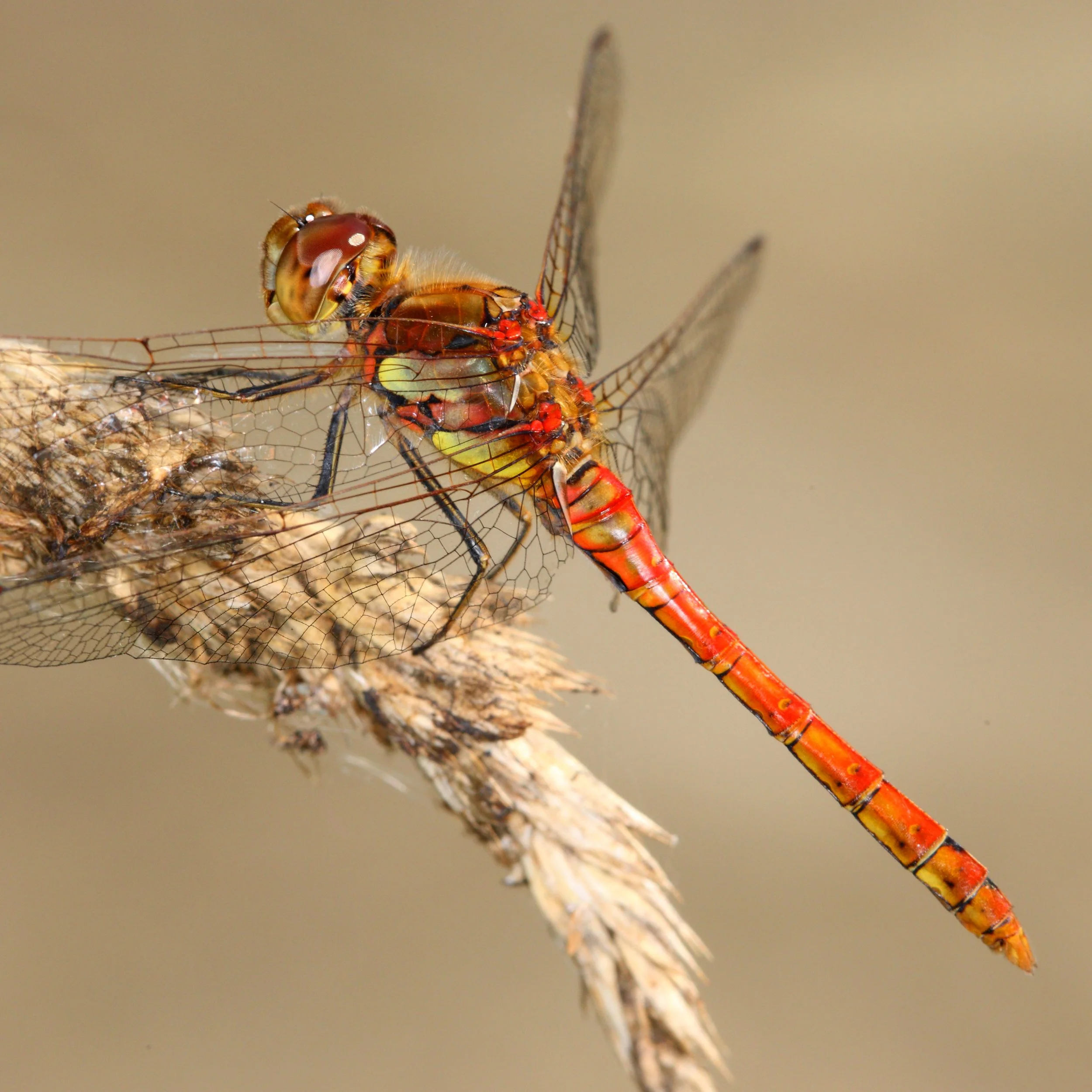 Nosterfield Dragonfly Report 2025