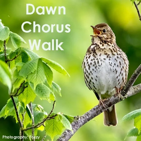 Dawn Chorus Walk 