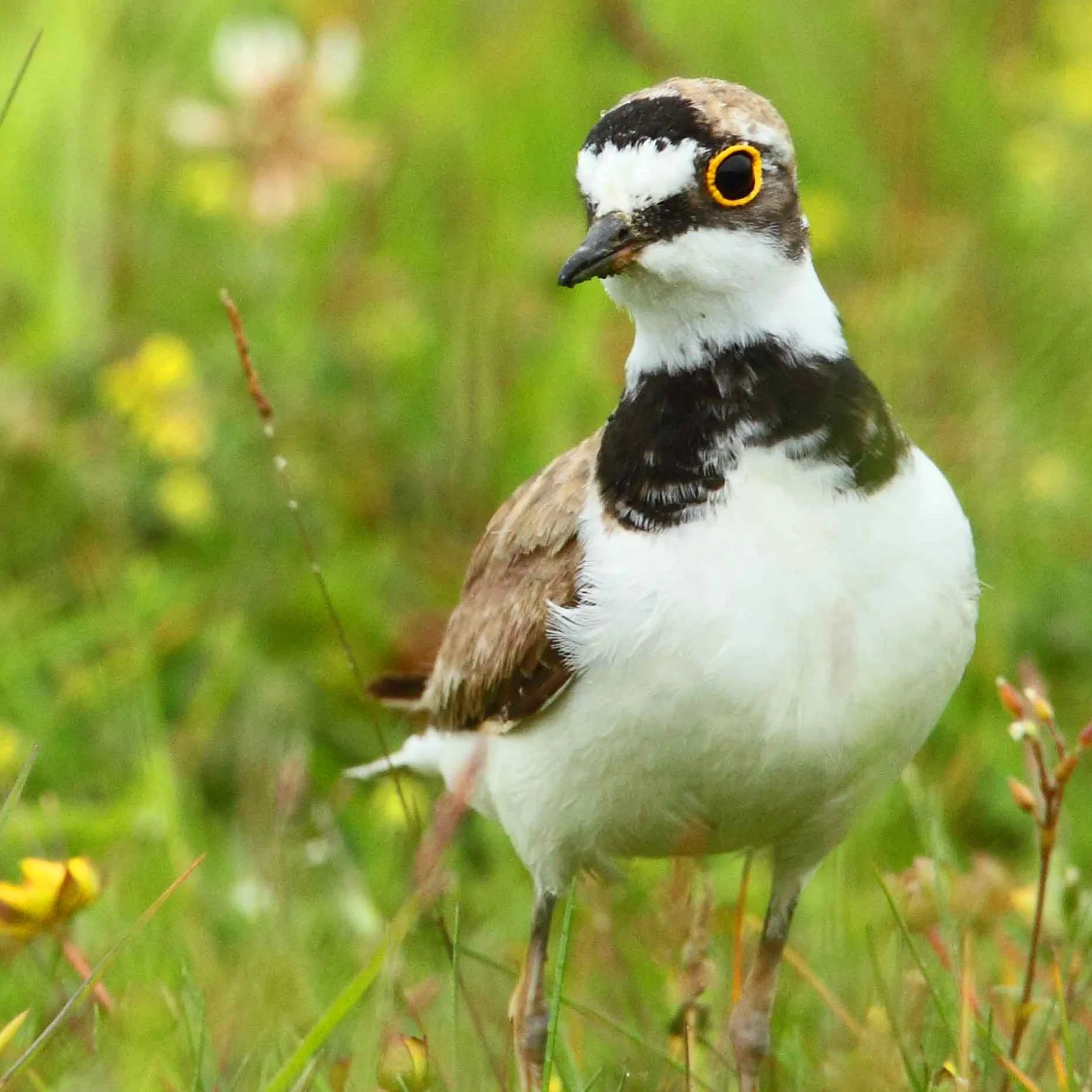Guided Tour of Nosterfield Nature Reserve and Nosterfield Quarry
